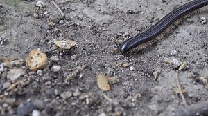 Sumatran Titan Millipede Nyssodesmus Python Species Stock Footage Video (100% Royalty-free) 3513646213 | Shutterstock