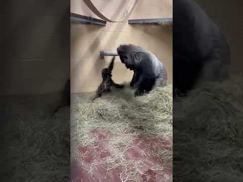 Baby gorilla resists bedtime while father insists play ends
