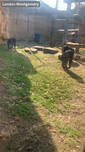 TAKE A LOOK: This exclusive video shows a bonobo ape crack the glass at its exhibit at the Memphis Zoo on Thursday. The area is temporarily closed while the interior is replaced. t.ly/uEwFI | Action News 5