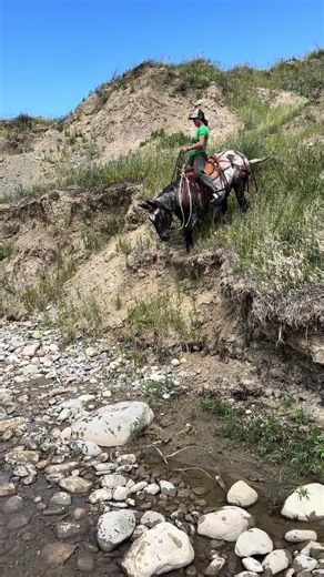 Mule Training Tips for Outdoor Enthusiasts