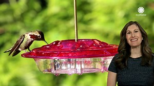 Why meteorologists care about hummingbird migration and you should too!