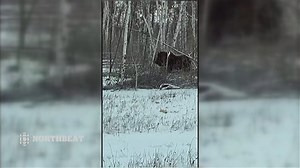 Muskox spotted in Fort Chipewyan, Alta.