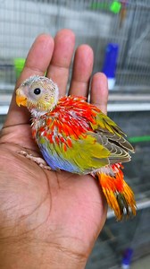 Cinnamon_opaline Turquoise parrot #parrots #birds #reels #viral | Exotic Pets Aviary