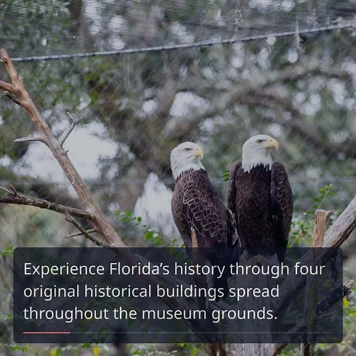Discover Tallahassee Museum: Florida's Living History