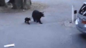 Bear, two cubs wander through Sammamish neighborhood