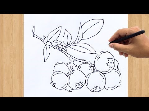 How to Draw a Blueberry Easy Step by Step | Blueberries Fruit Drawing Tutorial