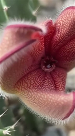 🤢「10秒见证臭肉花绽放全过程，惊艳又臭！延时摄影」🤢「10-Second Carrion Flower Bloom – Smelly Time-Lapse!」