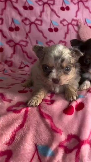I have cute &, chihuahua puppies @ looking for a good home m, to adopt them, can't be able to look after them cause they are too many for me to take care of!!. let me know if you're interested in rehoming any of pup's 9 we also do delivery... more