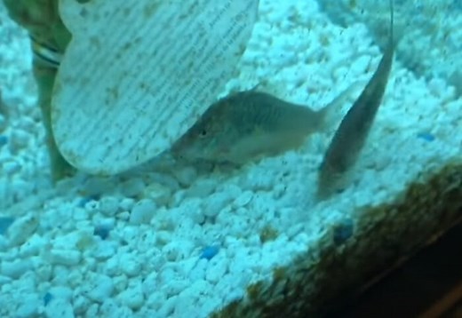 Why is my Cory Catfish Swimming Crazy? {Glass Surfing}
