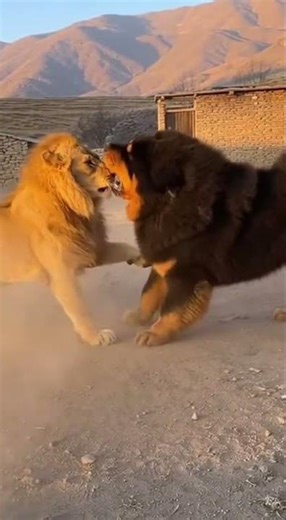 Tibetan Mastiff vs Lion: The Ultimate Battle of Giants!