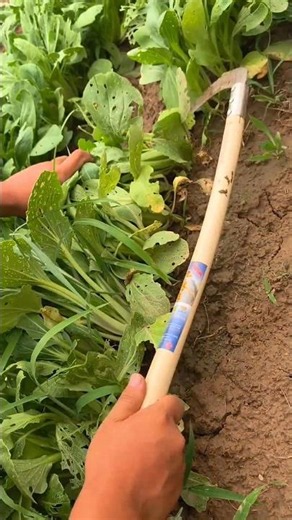 Slicing fresh green leaves! 🌿✂️ #Shorts #satisfying #viral