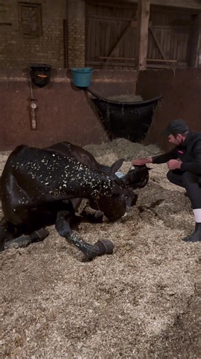 Vorfreude auf zwei neue Fohlen in der Pferdezucht