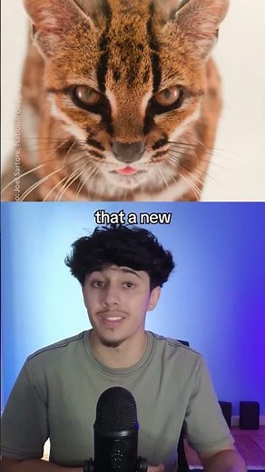 NEW CAT SPECIES UNLOCKED 😲