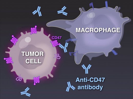Anti-CD20 antibodies such as rituximab are integral components of treatment for non-Hodgkin’s lymphoma, but once the lymphomas become refractory to standard therapies, the prognosis is poor. Full study: https://nej.md/2RliutK View more Quick Take videos: http://nej.md/quick-take | The New England Journal of Medicine