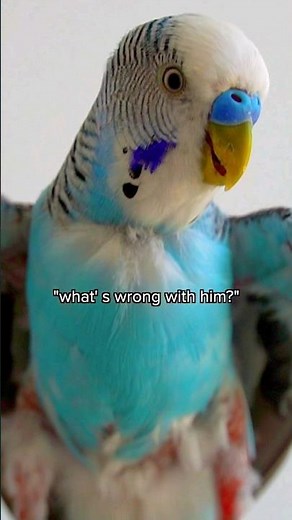 What's wrong with Skippy?