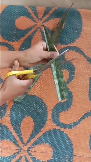 How to Grow Snake Plant in Water 💧 | Leaf Cutting to Roots