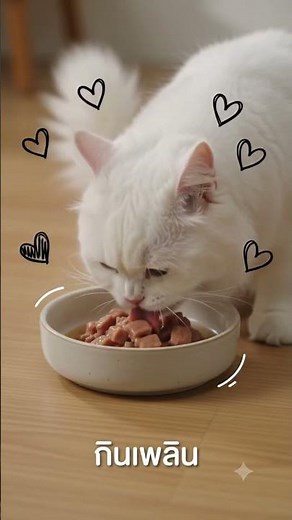 (12 ซอง) มีโอ ดีไลท์ อาหารแมวเปียกแบบซอง ขนาด 70 กรัม #cat #cutecat #catfood