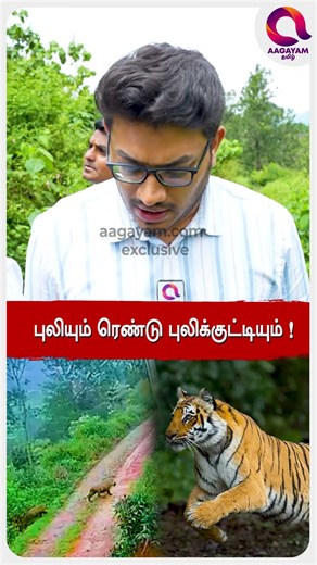 புலி அது குட்டிகளோடு வந்த காட்சி..🫣| #shorts | Gudalur Tiger Cage 1St Exclusive | Ooty Forest☝️