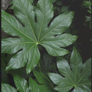 426 reactions · 220 shares |  PlantSnap is a global, mobile app that uses artificial intelligence to identify plants, flowers, trees, cacti and mushrooms. Simply take a photo, and PlantSnap tells you what it is in seconds!  | PlantSnap | Facebook