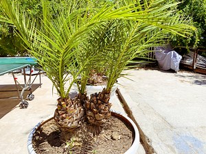This Is How Often You Should Water Your Palm Trees