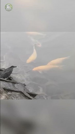 This Bird Uses Bait to Catch Fish