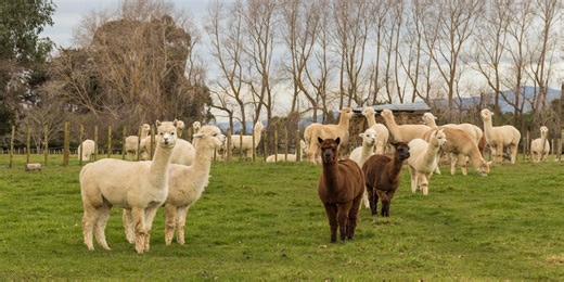 Cow cuddles to Beatrix Potter's sheep: Farm animal experiences that make thoughtful gifts