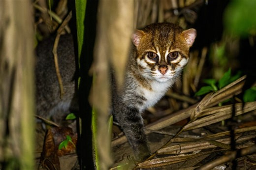 Mysterious, at risk, understudied flat-headed cat lacks conservation focus