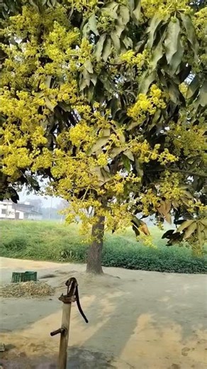 mango ka tree #shortvideo #youtubeshort