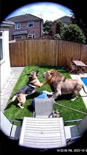 CCTV Captures Lion Attack on Man — Dog Saves Owner from Deadly Beast!