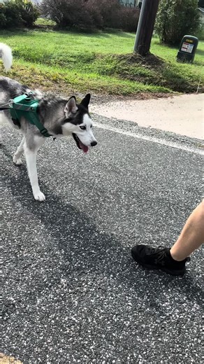 Just out here livin’ 🤗🤣 The dogs think he is crazy - and so do I. 🤪