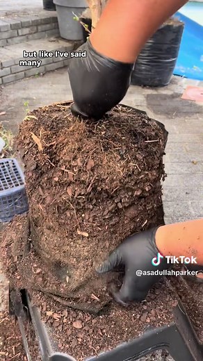 How to Transplant a Pomegranate Tree Successfully