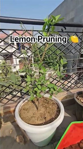 Winter Pruning of lemon 🍋 #garden #gardening #lemon #summer#like#follow #gardeningideas#gardenplants