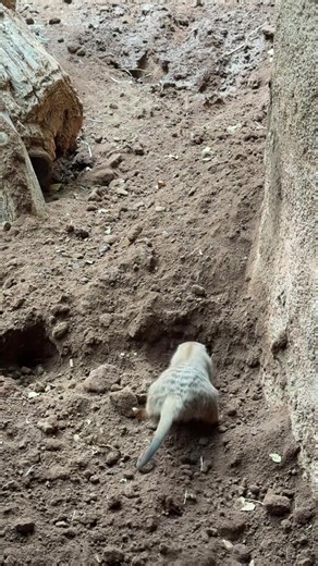 Check out the meerkats working on some spring redecorating and showing off their powerful foreclaws 💅 📸 Chris G. #meerkats #digging