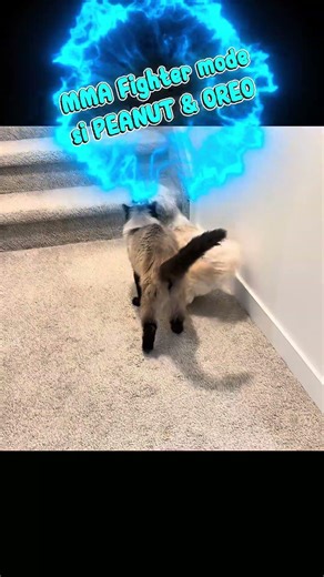 Dog and Cat MMA Fighting Mode! 😭😭 #catsofyoutube #dogandcatplaying #dogandcatlivingtogether