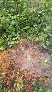 218K views · 1.1K reactions | Boom Eliminate invasive alien species #shorts #reelhoney #beekeeper #honeycomb #shortsfeed #AmaZing #naturalhoney #savethebees #honey #asmr #miel #healthyfood #nature #honeybee #beekeeping #maduasli #harvesting #natural #purehoney #beehive #sweethoney #reels #bees #bee #honeybees #organic #trending #madu #harvesthoney | Bez & Bezz | Facebook