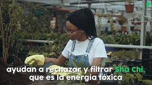 2.2K views · 23 reactions | el 2021 es el año del Búfalo de Metal. Pequeñas cosas que ayudan a lohgrar el bienestar. | Por El Mundo.Viajes | Facebook