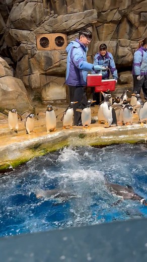 395 reactions · 8 comments | Penguins plunge in action!  #PenguinJump #OceanParkHK #GrowingAndGoing | Growing and Going | Facebook