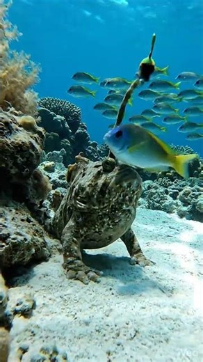 Frogfish Suction Strike | Bright Reef Ambush