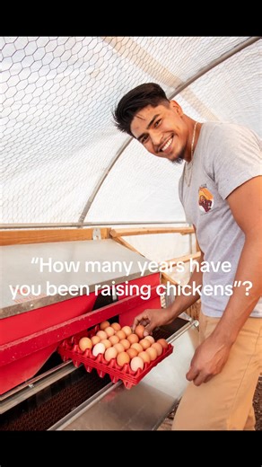 The History of Pasture Raising Chickens