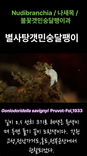별사탕갯민숭달팽이#한반도생물다양성 #scubadiving