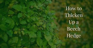 How to Thicken Up a Beech Hedge? - Garden Doctor