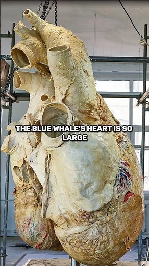 "The Astonishing Size and Power of the Blue Whale's Heart" | #factastic