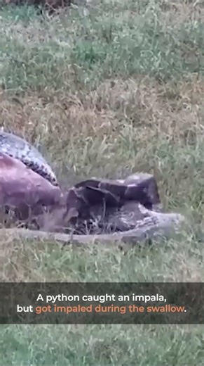 Python vs. Impala Horns! 🐍🦌 | Wild Africa Chaos