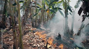 Burning fields on countryside . Farm and ecosystems crisis. Toxic haze from dry grassland fire. Aerial video 4k.