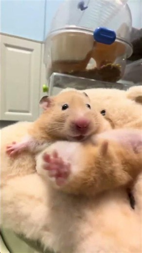 Golden Thread Bear's Daily Life: Raising Rats & Pet Cuties