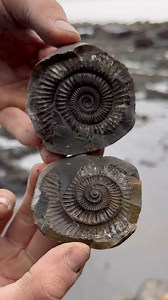 Here’s an ammonite rock that we found stuck in the mud and opened up on the beach with a geology hammer 🏝🌊 Inside, a stunning Dactylioceras ammonite from the Jurassic 😍🦑 This ammonite is around 180 Million Years Old 💀 If you’d like an ammonite rock like this to crack open yourself, please message us directly @yorkshire.fossils or browse the website at Yorkshirefossils.NET and click the “crack open yourself” section (link in bio) For more videos, check out our YouTube channel Yorkshire Fossi