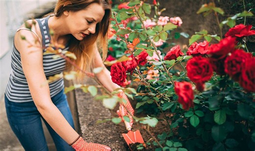Alan Titchmarsh explains how to correctly prune roses