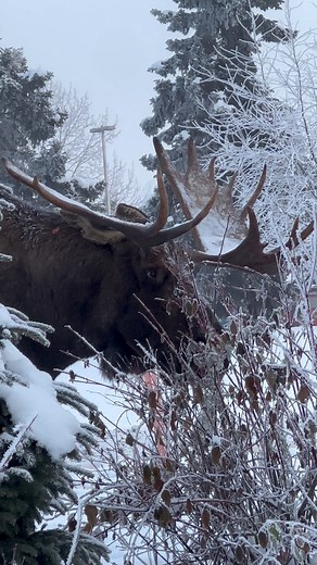 89K views · 3.9K reactions | This big bull moose has mismatched...