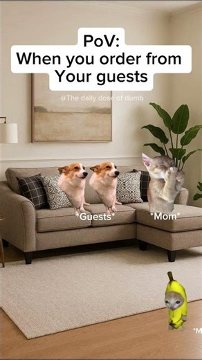 Cat meme when hi order from your guests #catmeme #funny #meme