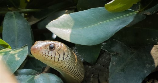 Serpents à la campagne : ces 5 cachettes dans votre maison de vacances que vous ne soupçonnez même pas